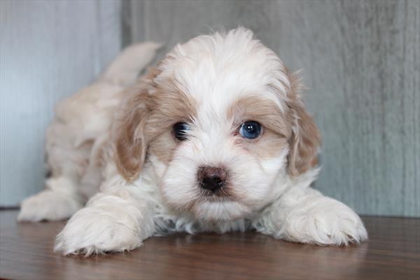 Shiapoo Puppy For Sale
