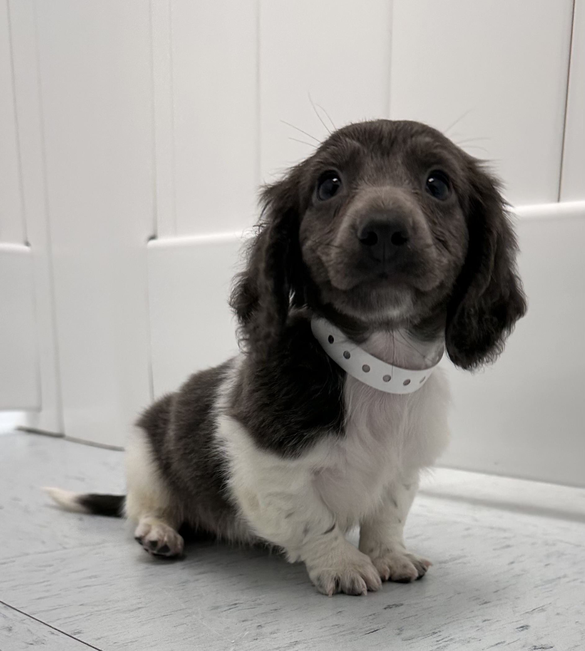 Dachshund Puppy