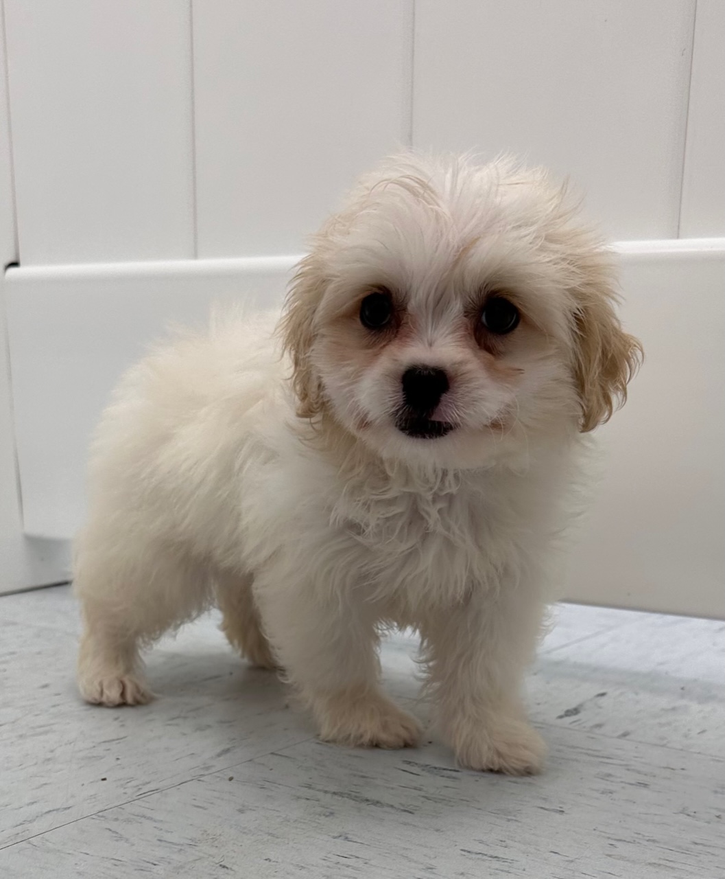 Pekapoo Puppy For Sale