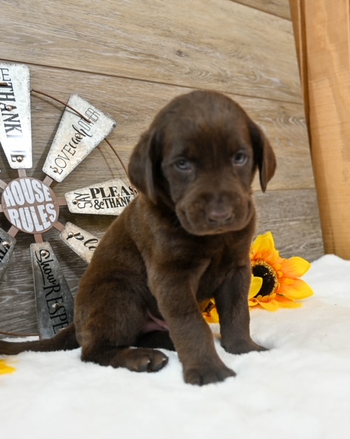 Labrador Retiever Puppy For Sale