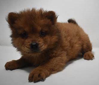 Chow Chow Puppy For Sale