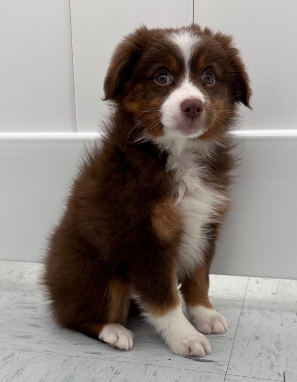 Miniature Australian Shepherd Puppy For Sale