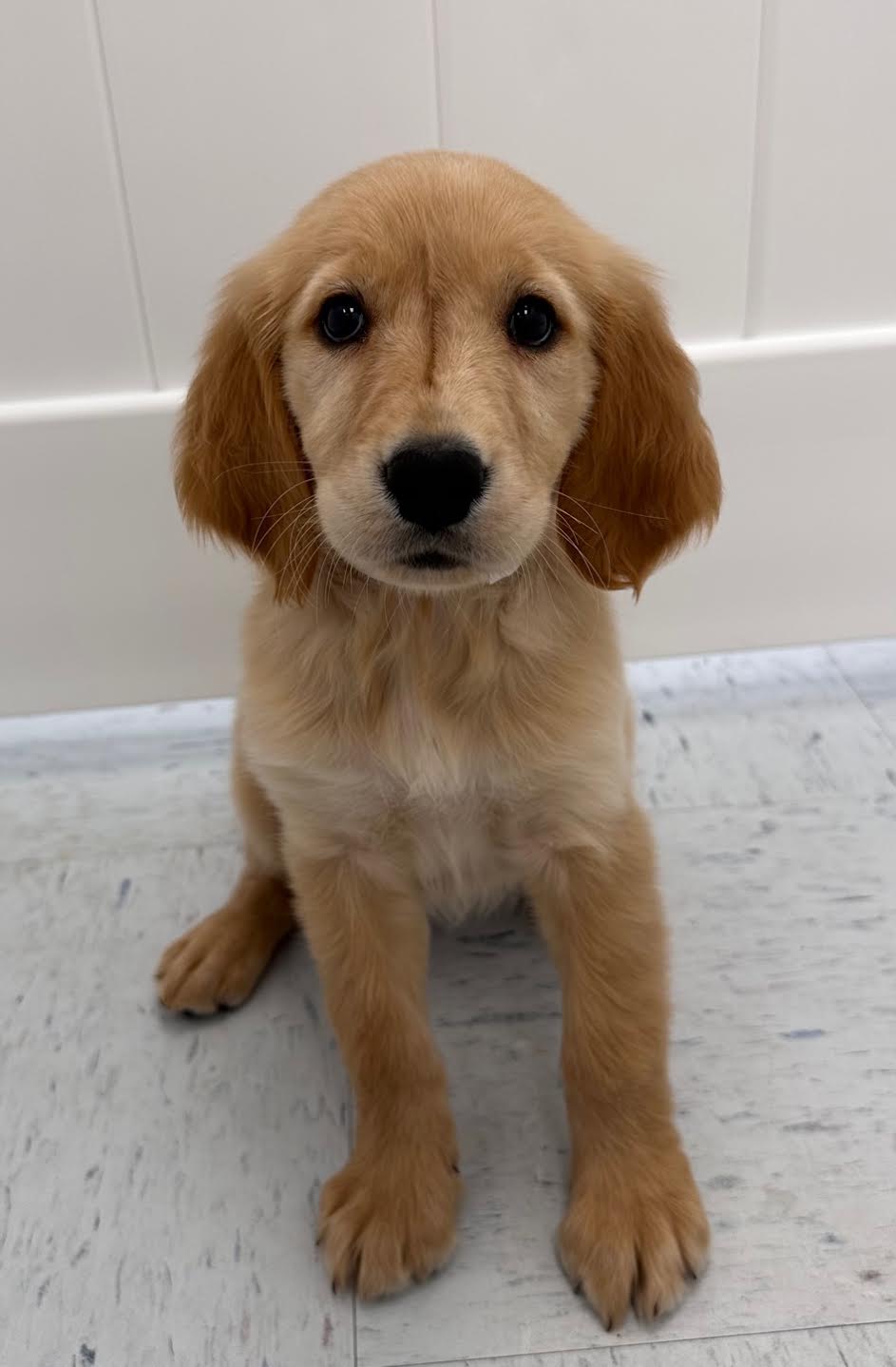 Golden Retriever Puppy For Sale