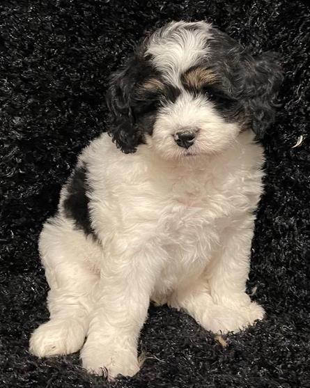 Mini Bernedoodle Puppy For Sale