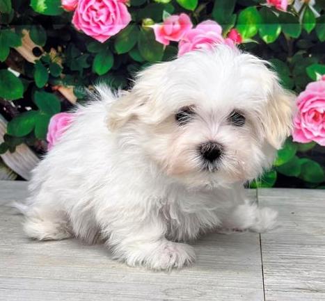 Maltese Puppy For Sale