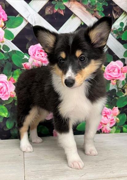Shetland Sheepdog Puppy For Sale