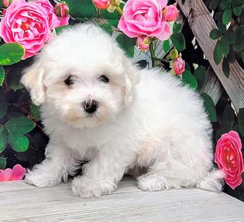 Bichon Frise Puppy For Sale
