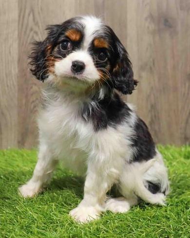 Cavalier King Puppy For Sale
