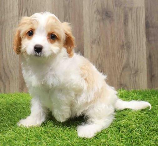 Cavachon Puppy For Sale