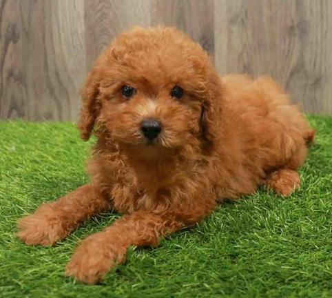 Mini Goldendoodle Puppy For Sale