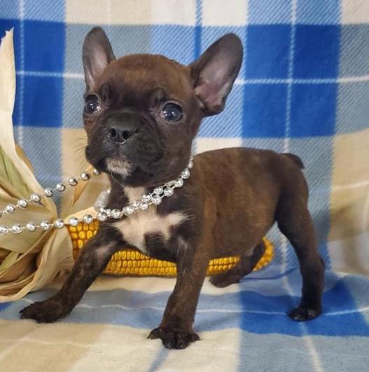 Boston Frenchie  Puppy For Sale