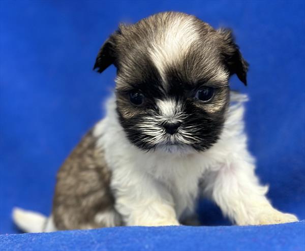 Shih Tzu Puppy For Sale
