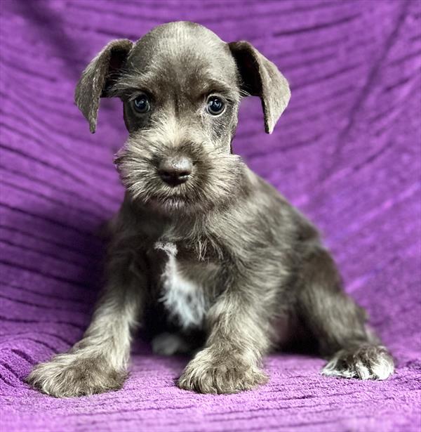 Mini Schnauzer Puppy For Sale