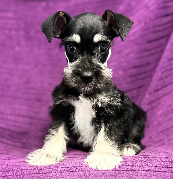 Mini Schnauzer Puppy For Sale
