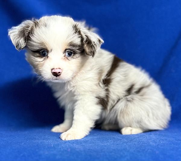 Toy Australian Shepherd Puppy For Sale