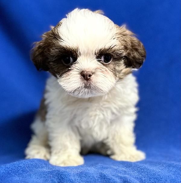 Shih Tzu Puppy For Sale