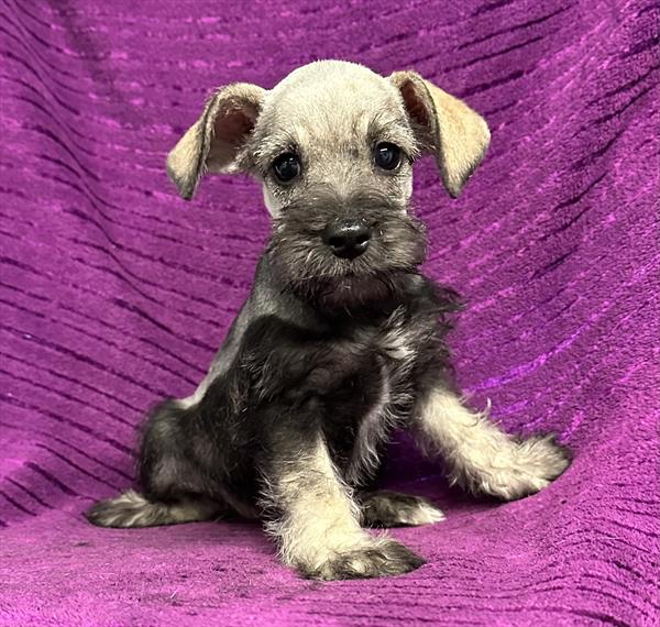 Mini Schnauzer Puppy For Sale