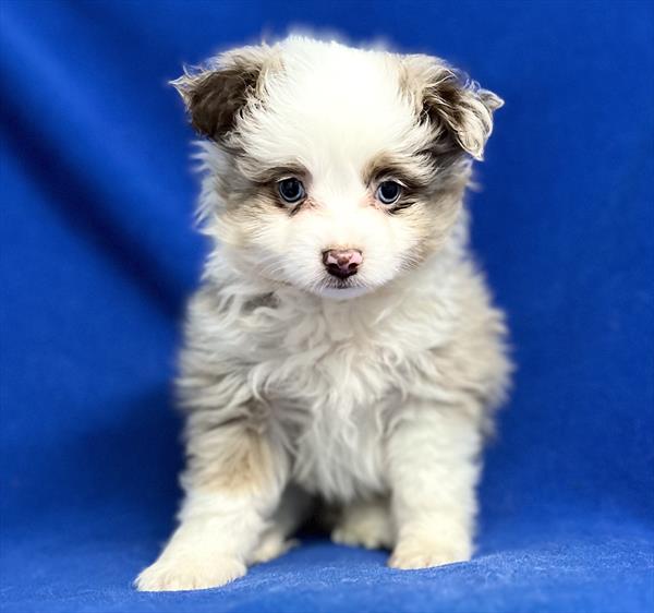 Toy Australian Shepherd Puppy For Sale