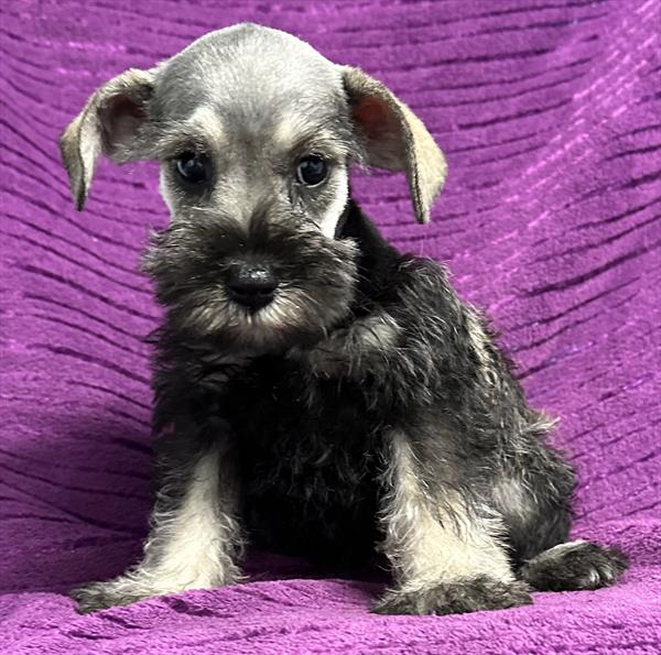 Mini Schnauzer Puppy For Sale