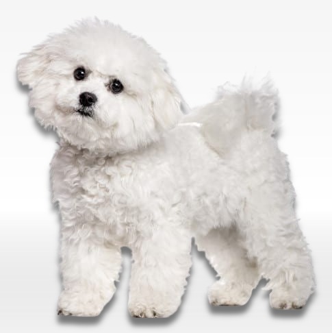 Bichon Frise Puppy For Sale