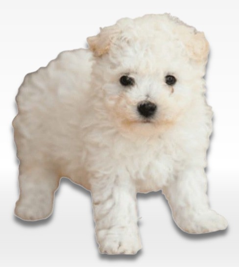 Bichonpoo Puppy For Sale