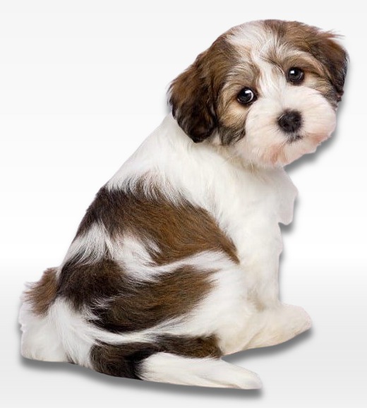 Cavachon Puppy For Sale