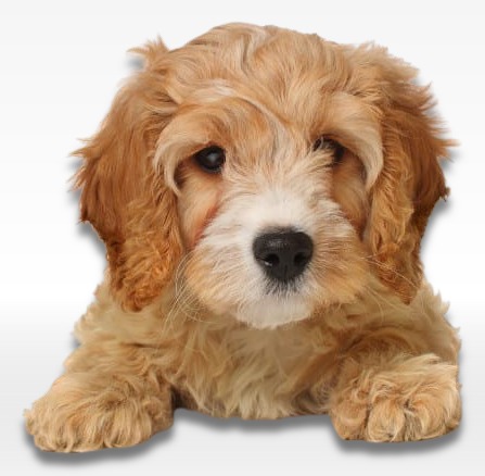 Cavapoo Puppy For Sale