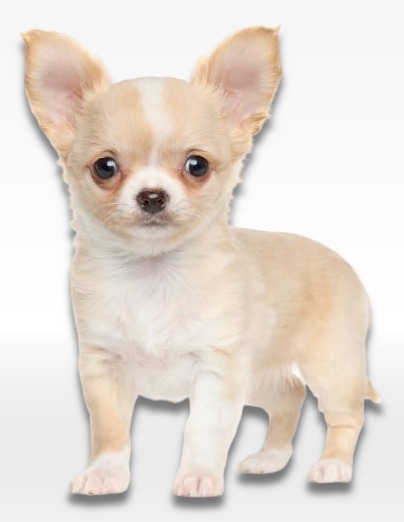 Chihuahua Puppy For Sale