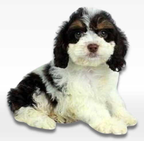 Cockapoo Puppy For Sale