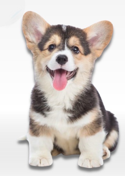Corgi Puppy For Sale