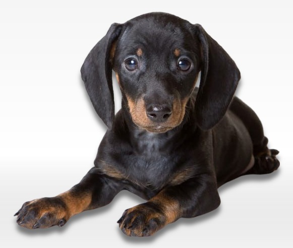 Dachshund Puppy For Sale