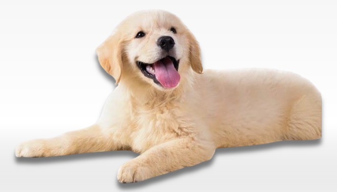 Golden Retriever Puppy For Sale