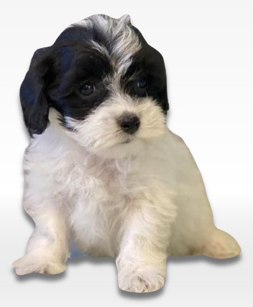 Havachon Puppy For Sale