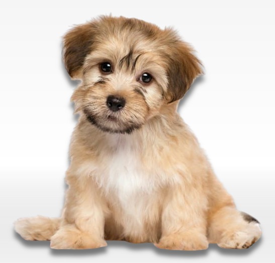 Havanese Puppy For Sale
