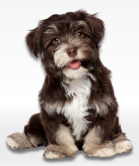 Havapoo Puppy For Sale