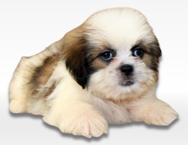 HavaTzu Puppy For Sale