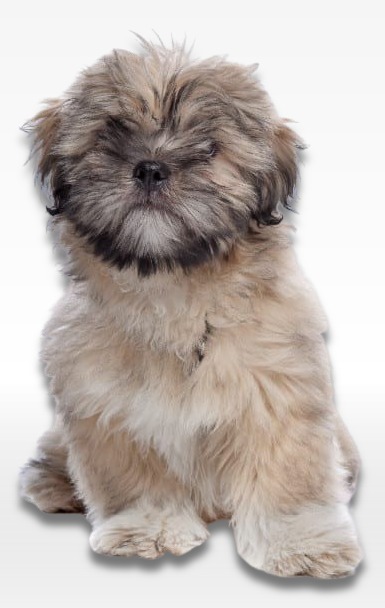 Lhasa Apso Puppy For Sale