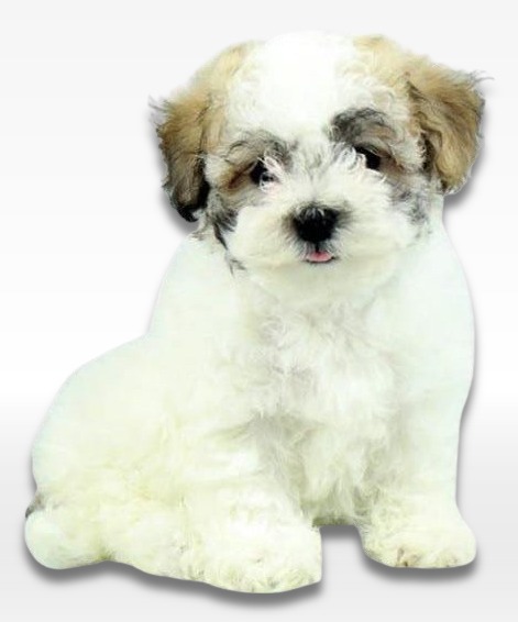 Malshi Puppy For Sale