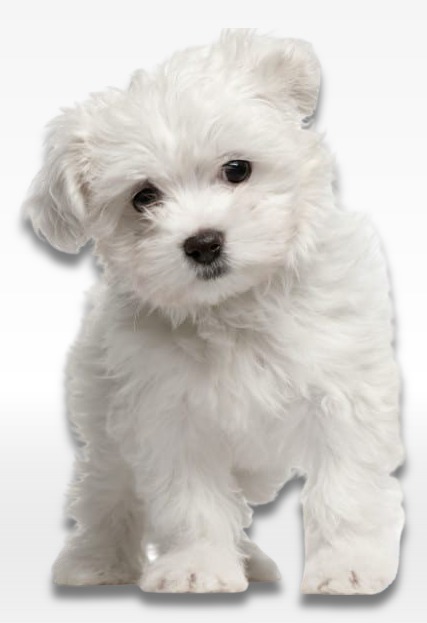 Maltese Puppy For Sale