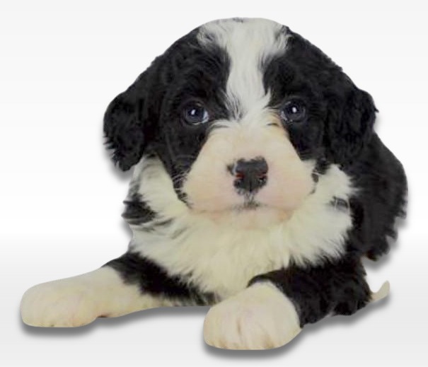 Mini Bernedoodle Puppy For Sale