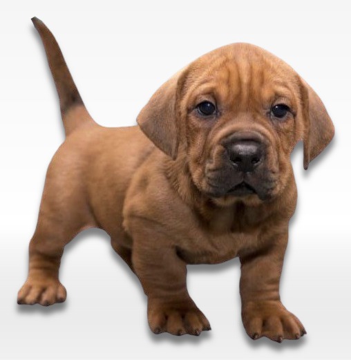 Mini Walrus Puppy For Sale