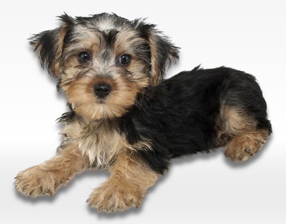 Morkie Puppy For Sale