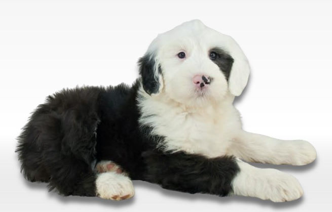 Old English Sheepdog Puppy For Sale