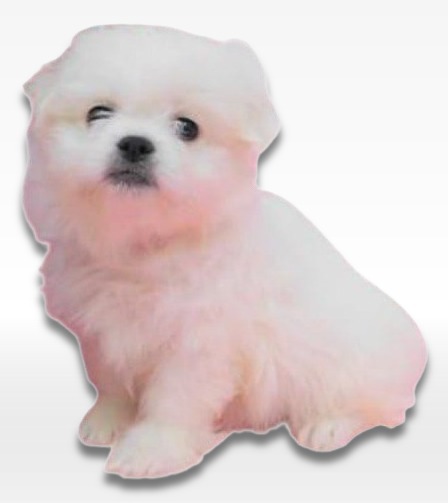 Pekachon Puppy For Sale