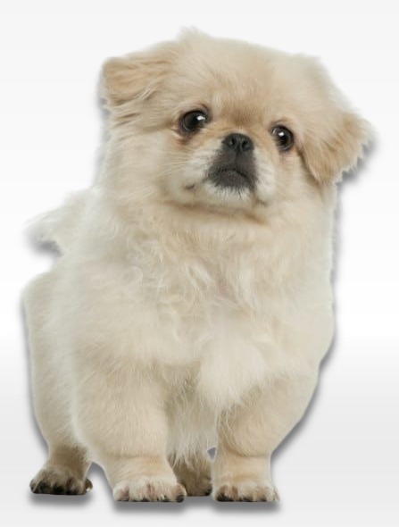 Pekingese Puppy For Sale