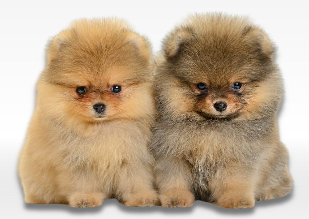 Pomeranian Puppy For Sale