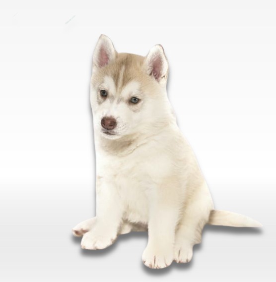 Pomsky Puppy For Sale