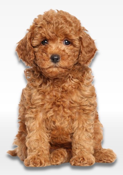 Poodle Puppy For Sale
