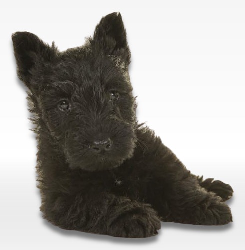 Scottish Terrier Puppy For Sale