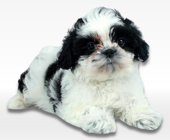 Shiapoo Puppy For Sale